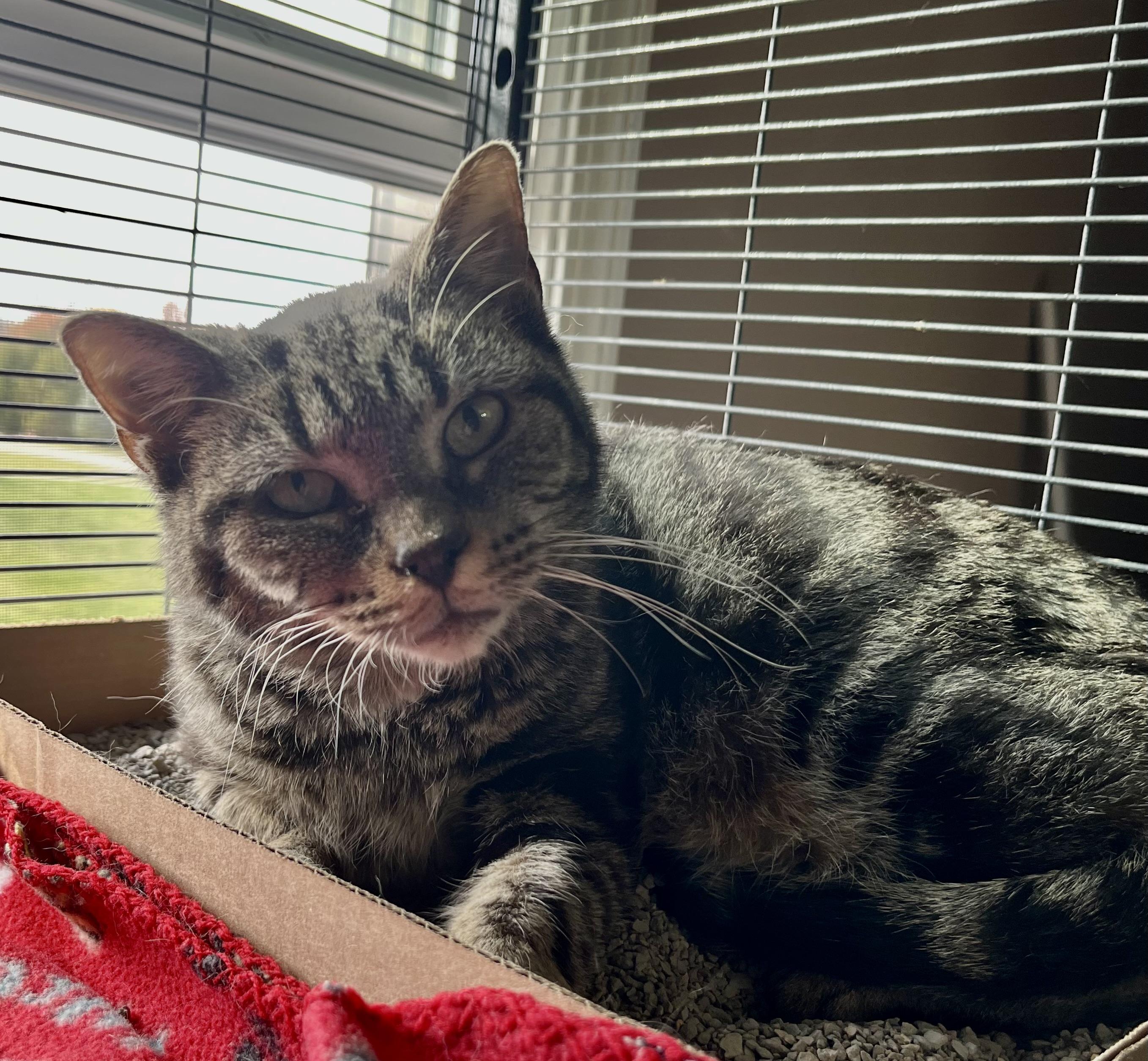 Cracker Barrel, an adoptable Domestic Short Hair in Seville, OH image 2/2