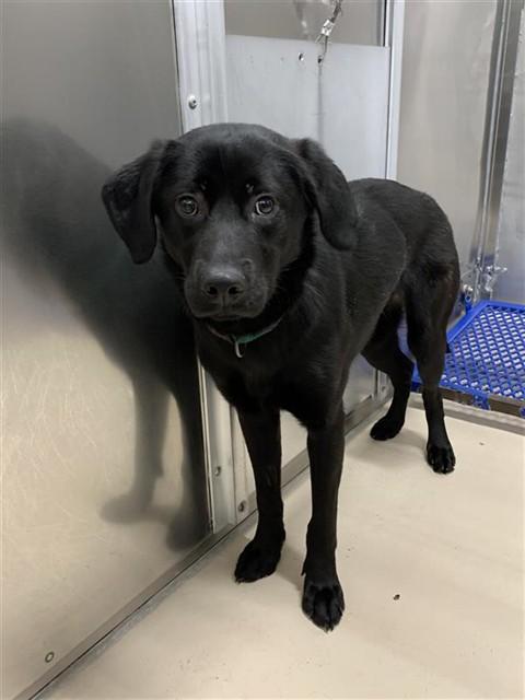 CLARA, Adoptable, Young Female Labrador Retriever.