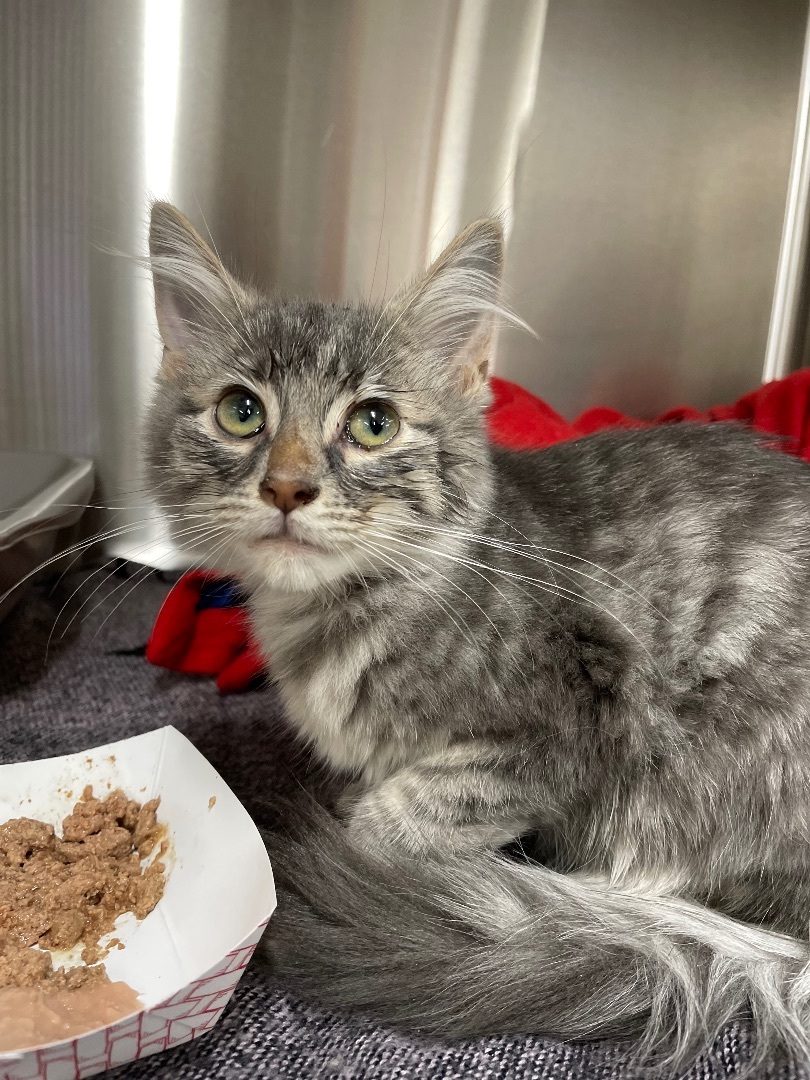 Robert, Adopted, Kitten Male Domestic Long Hair.