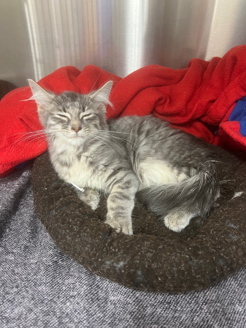 Enlarge Robert, a Adopted Domestic Long Hair in Ontario, NY image 2/4