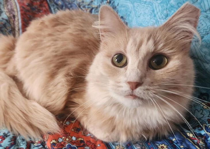 Miriam, Adoptable, Adult Female Domestic Medium Hair.
