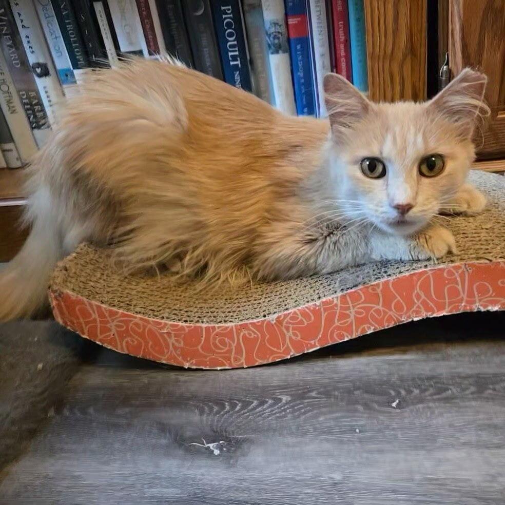 Enlarge Miriam, a Adoptable Domestic Medium Hair in Dayton, OH image 3/6