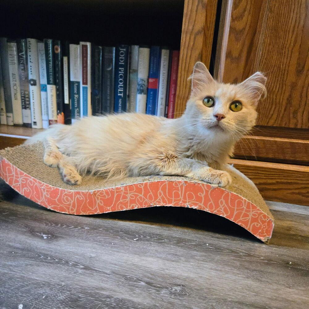 Enlarge Miriam, a Adoptable Domestic Medium Hair in Dayton, OH image 4/6