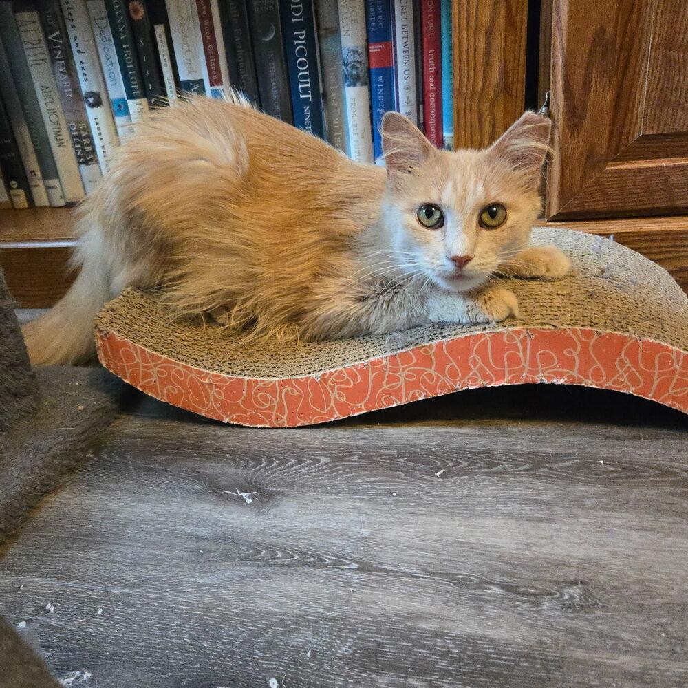 Enlarge Miriam, a Adoptable Domestic Medium Hair in Dayton, OH image 5/6