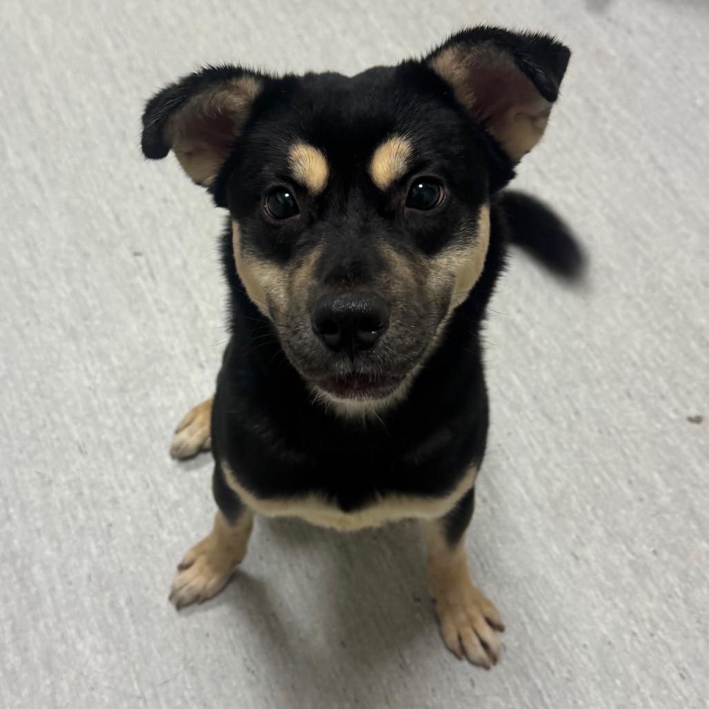 Feyre, Adoptable, Adult Female Rottweiler.