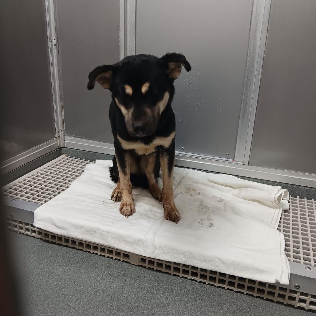 Enlarge Feyre, a Adoptable mixed breed in Elizabeth City, NC image 2/3