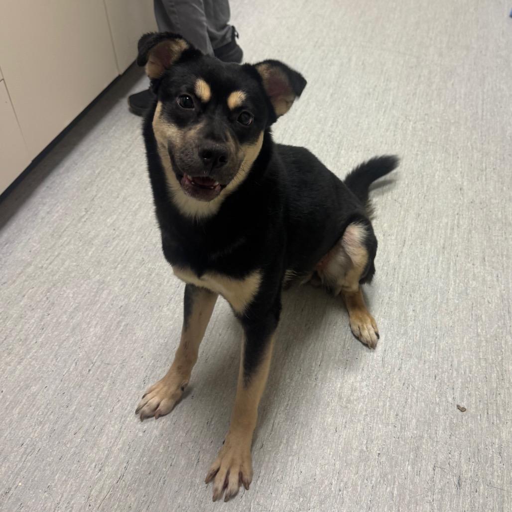 Enlarge Feyre, a Adoptable mixed breed in Elizabeth City, NC image 3/3