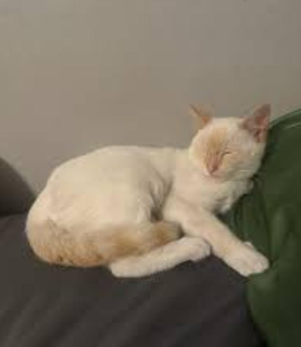 Salmon - Flame point Siamese, a Adoptable Siamese in Muskego, WI image 6/6