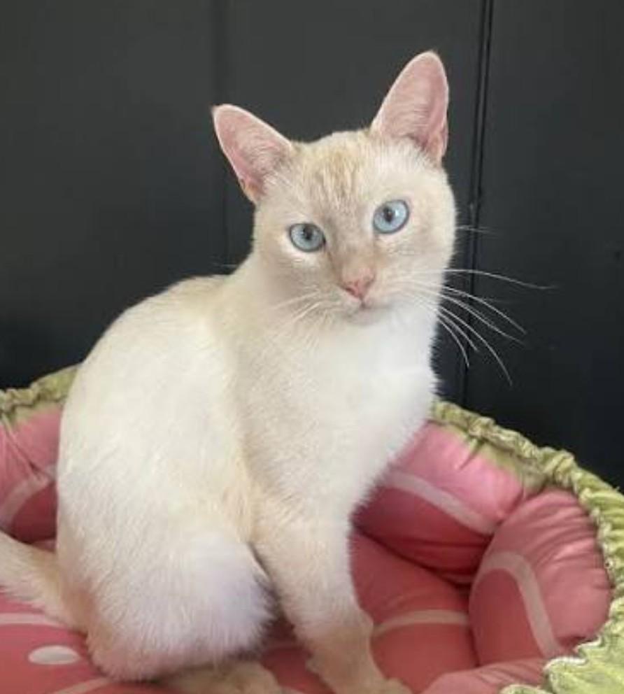 Salmon - Flame point Siamese, a Adoptable Siamese in Muskego, WI image 1/6