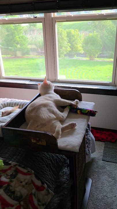 Enlarge Salmon - Flame point Siamese, a Adoptable Siamese in Muskego, WI video 4/6