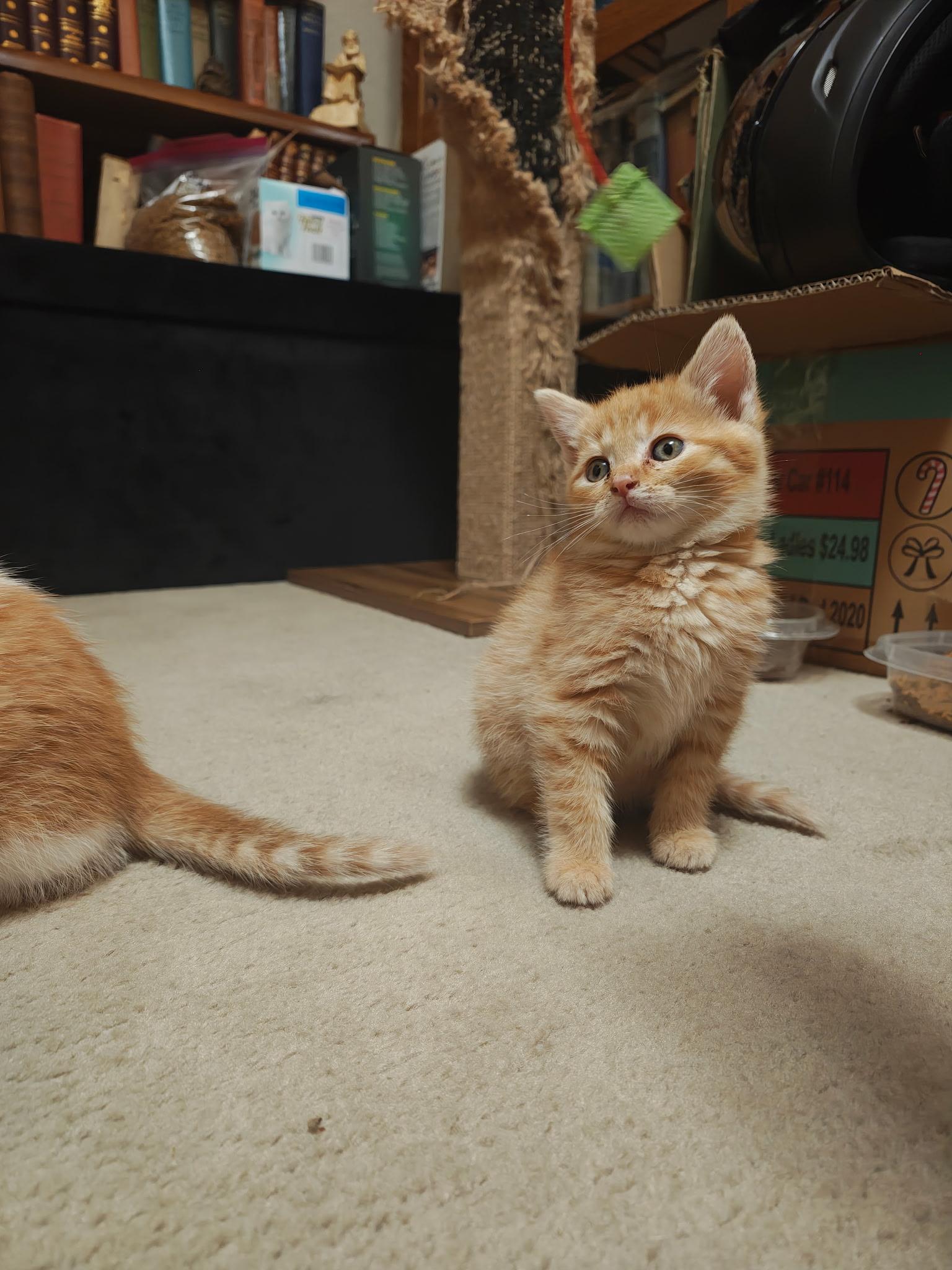 Honey the kitten, a Adoptable Tabby in Murray, KY image 4/6