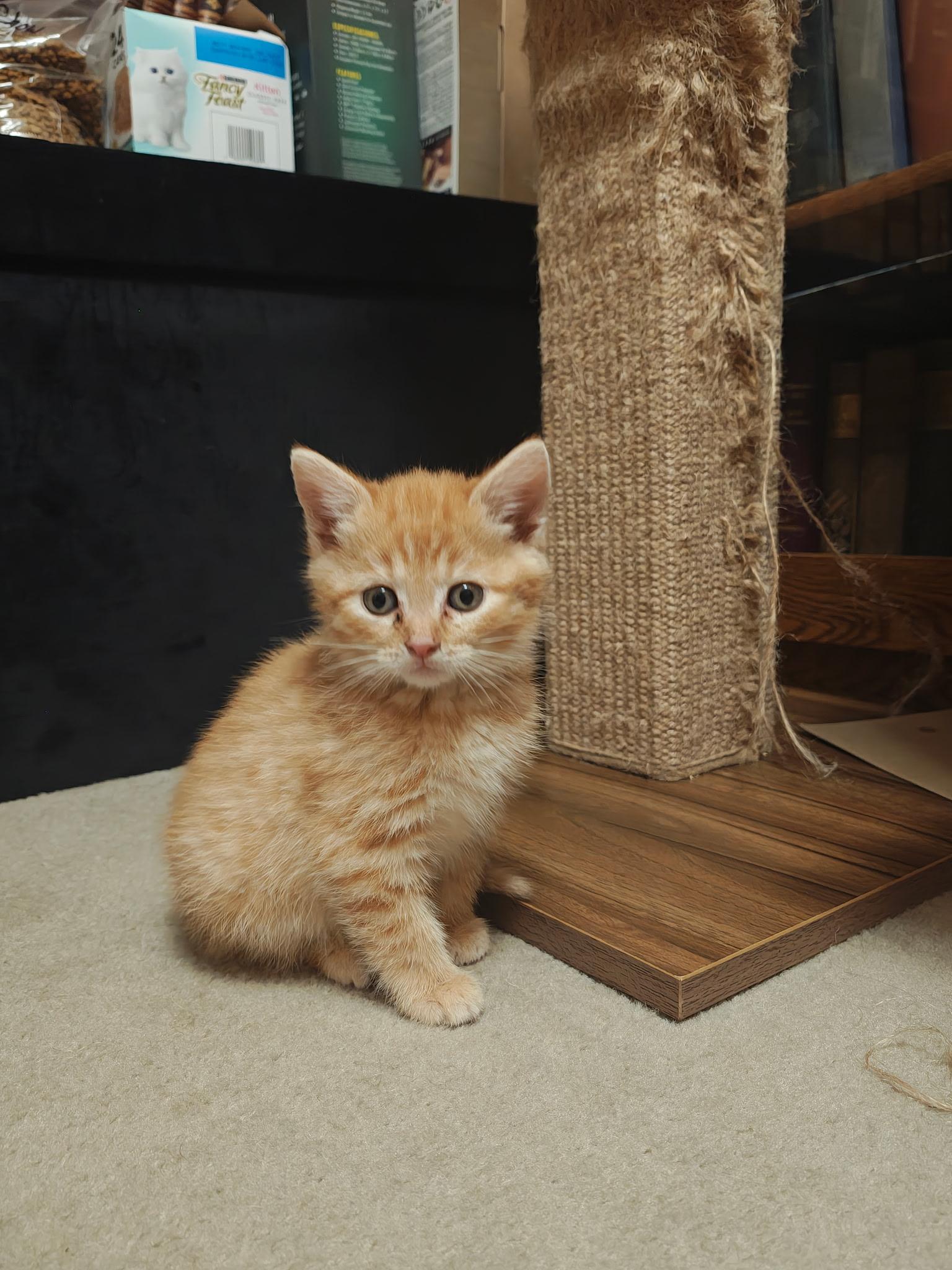 Honey the kitten, Adoptable, Kitten Female Tabby.