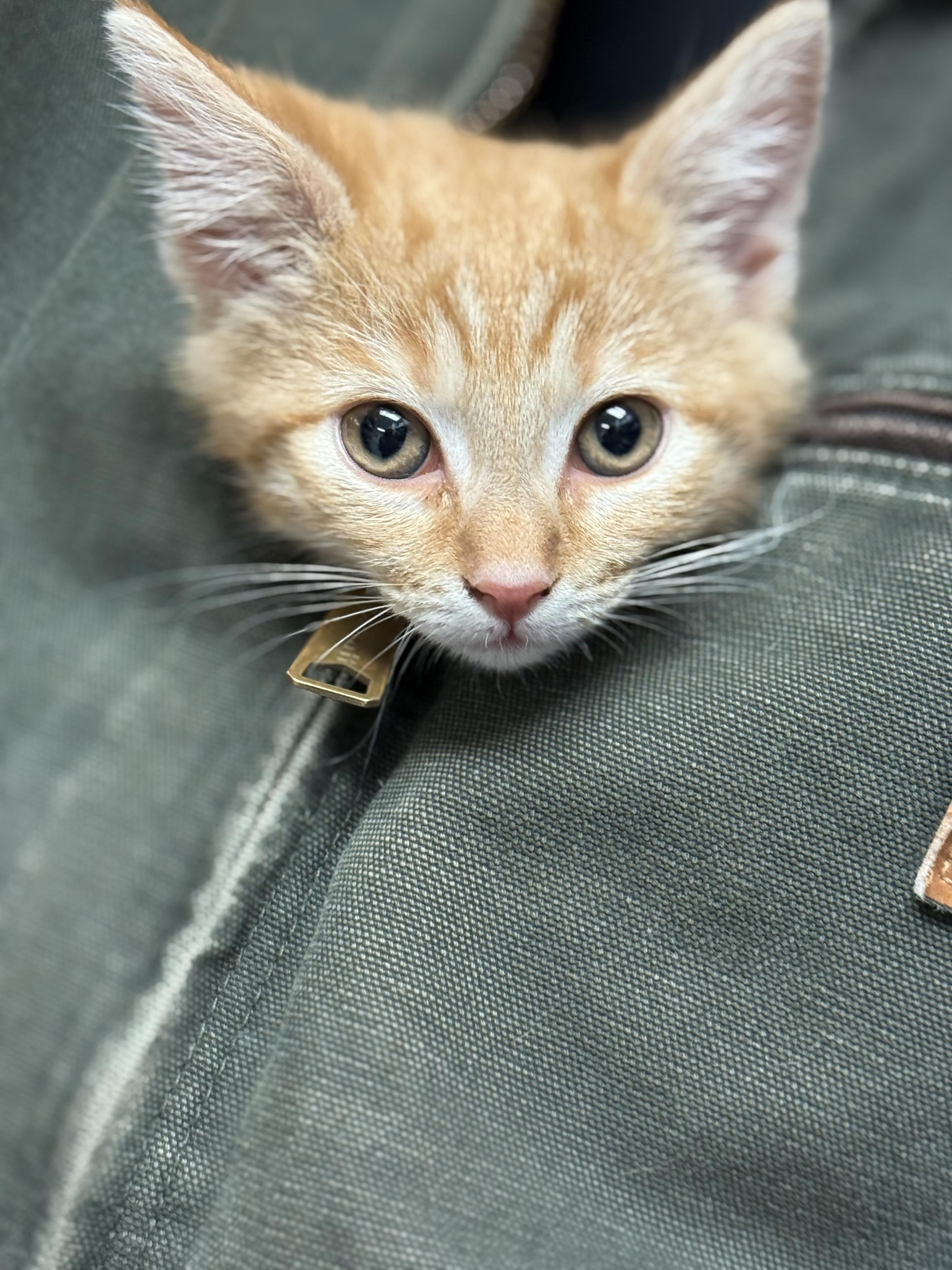 Honey the kitten, a Adoptable Tabby in Murray, KY image 2/6