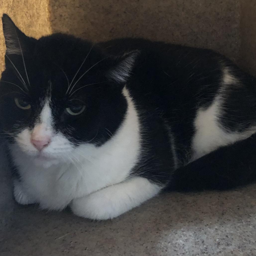 Isabella, Adoptable, Adult Female Domestic Short Hair.