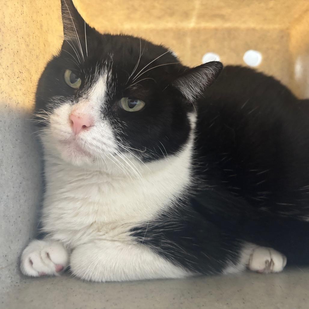 Enlarge Isabella, a Adoptable Domestic Short Hair in Philadelphia, PA image 2/6