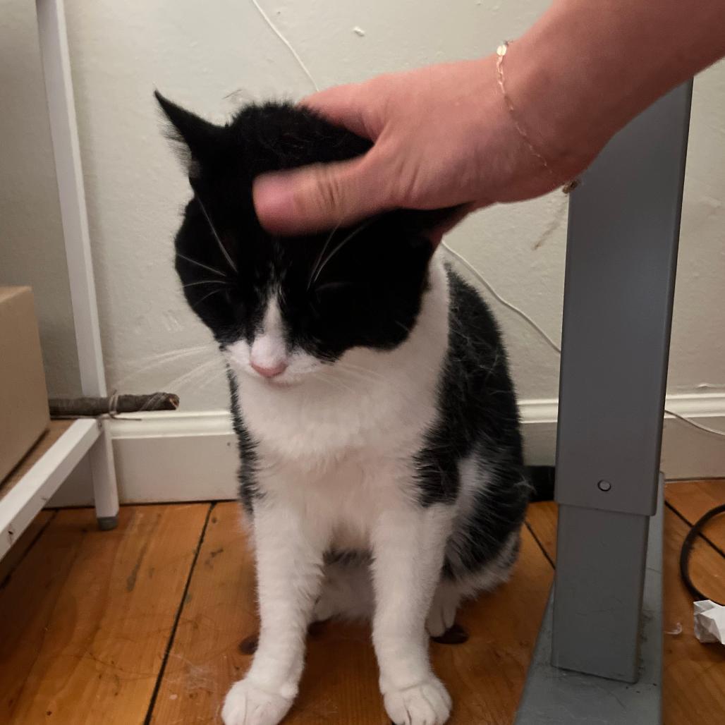 Enlarge Isabella, a Adoptable Domestic Short Hair in Philadelphia, PA image 3/6