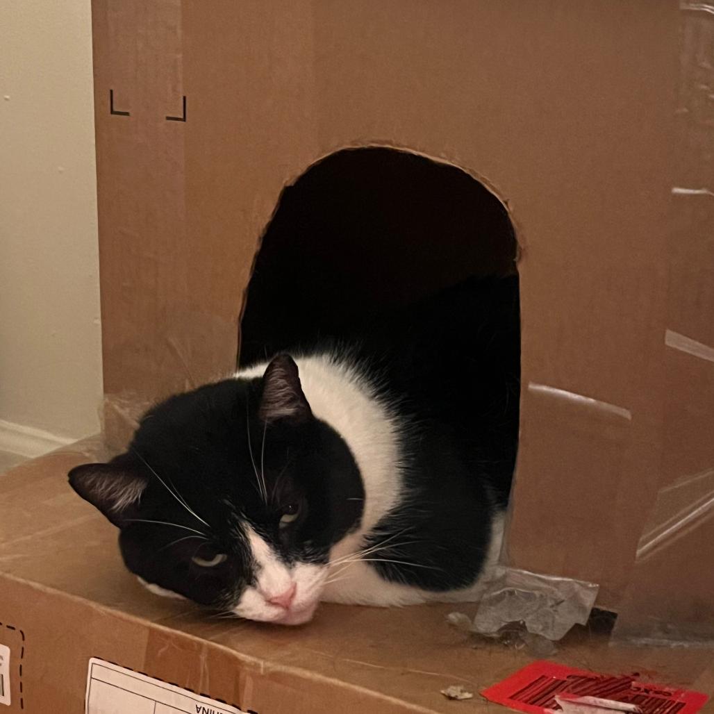 Enlarge Isabella, a Adoptable Domestic Short Hair in Philadelphia, PA image 3/6