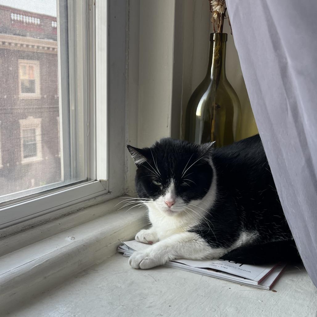 Enlarge Isabella, a Adoptable Domestic Short Hair in Philadelphia, PA image 4/6