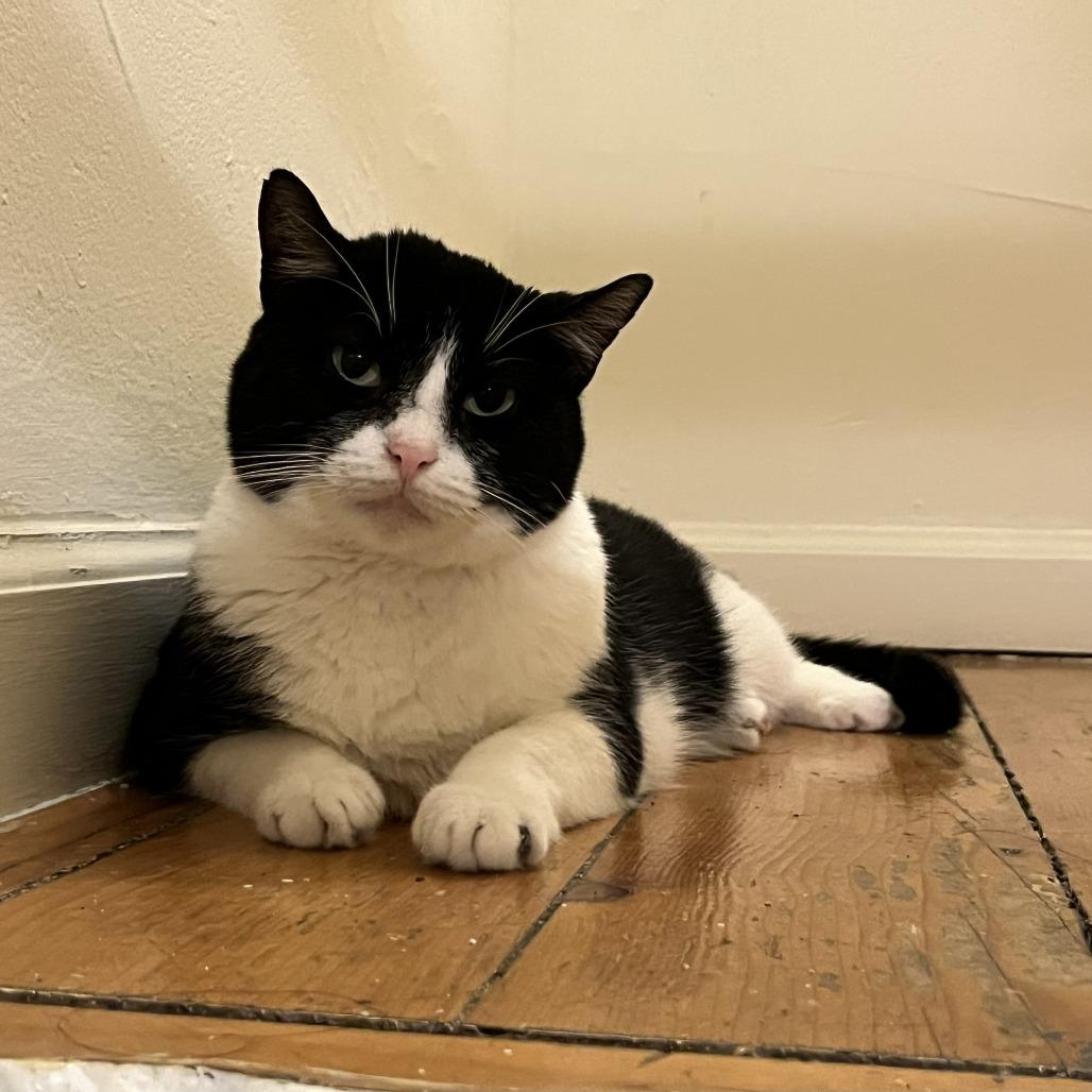 Enlarge Isabella, a Adoptable Domestic Short Hair in Philadelphia, PA image 6/6