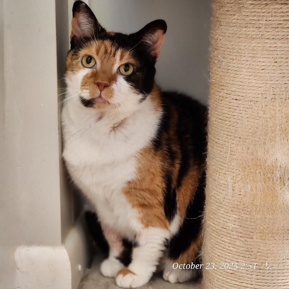 Callie, Adoptable, Senior Female Domestic Short Hair.