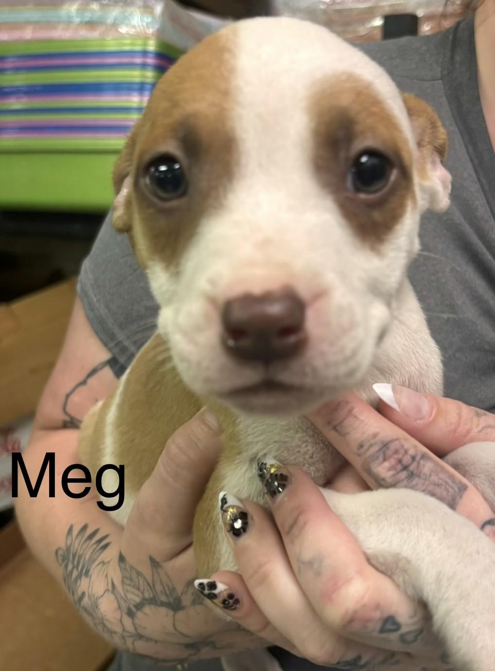 Meg, Adoptable, Puppy Female Pit Bull Terrier.