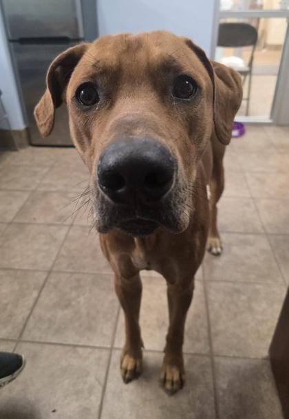 Clifford thumbnail 2