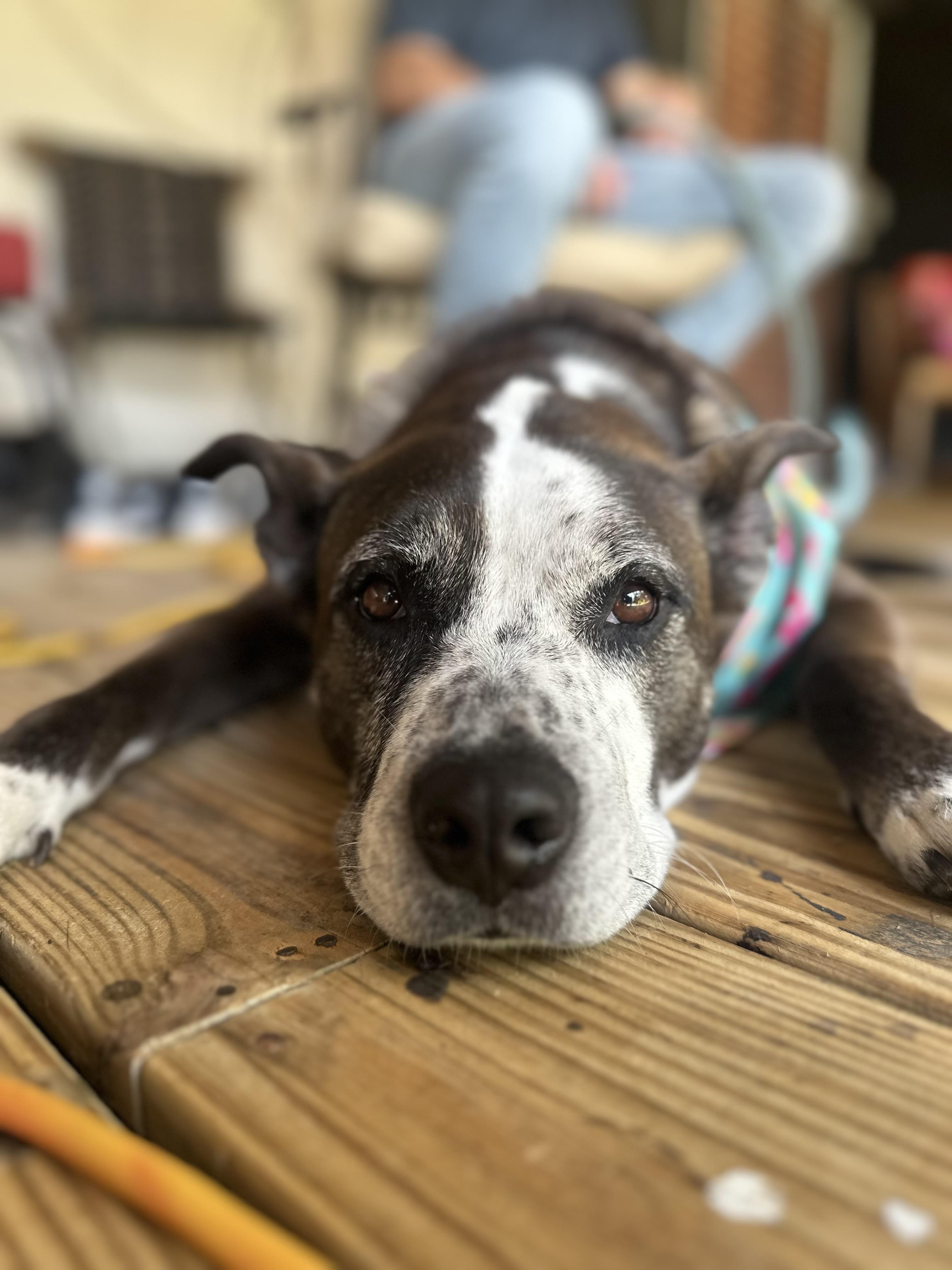 Velma, a Adoptable mixed breed in Eagleville, TN image 1/3