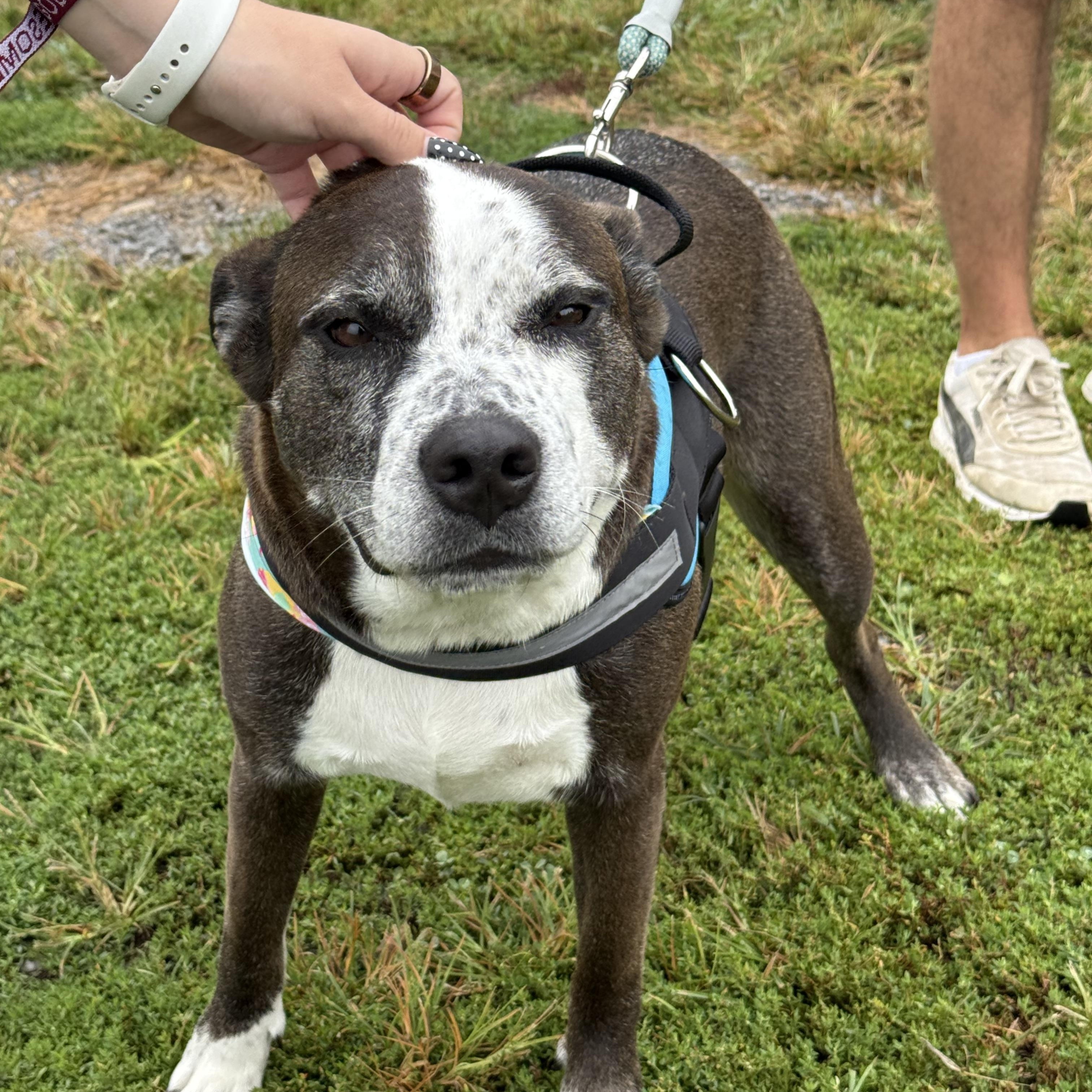Velma, a Adoptable mixed breed in Eagleville, TN image 2/3