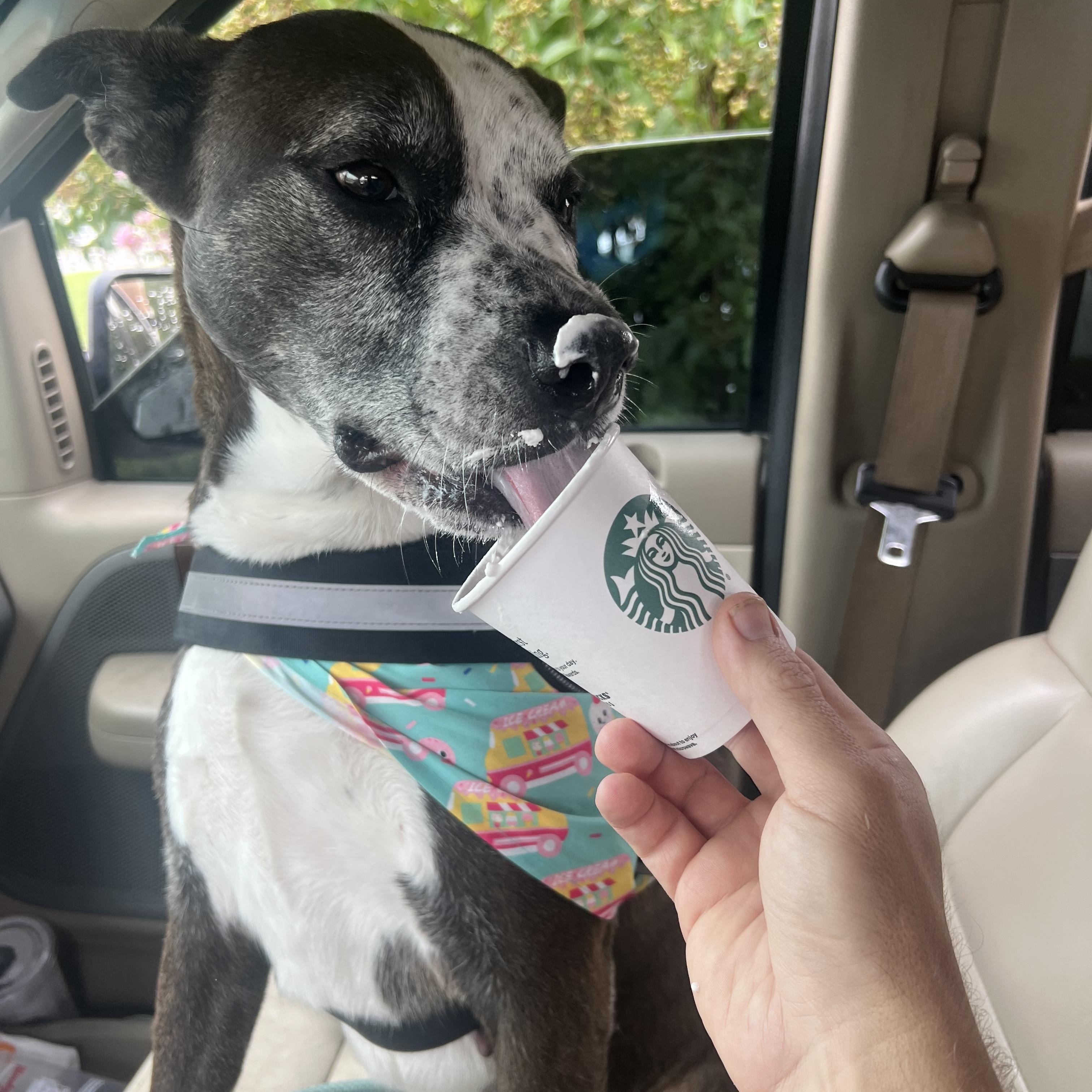 Velma, a Adoptable mixed breed in Eagleville, TN image 3/3