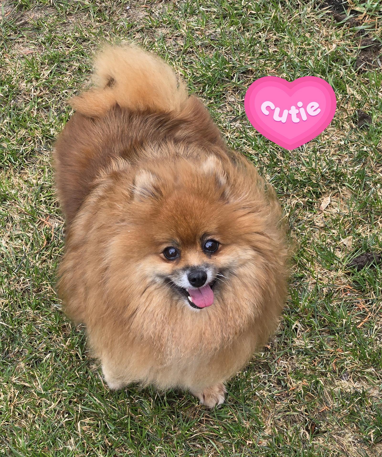 Dolly 4463, Adoptable, Adult Female Pomeranian.