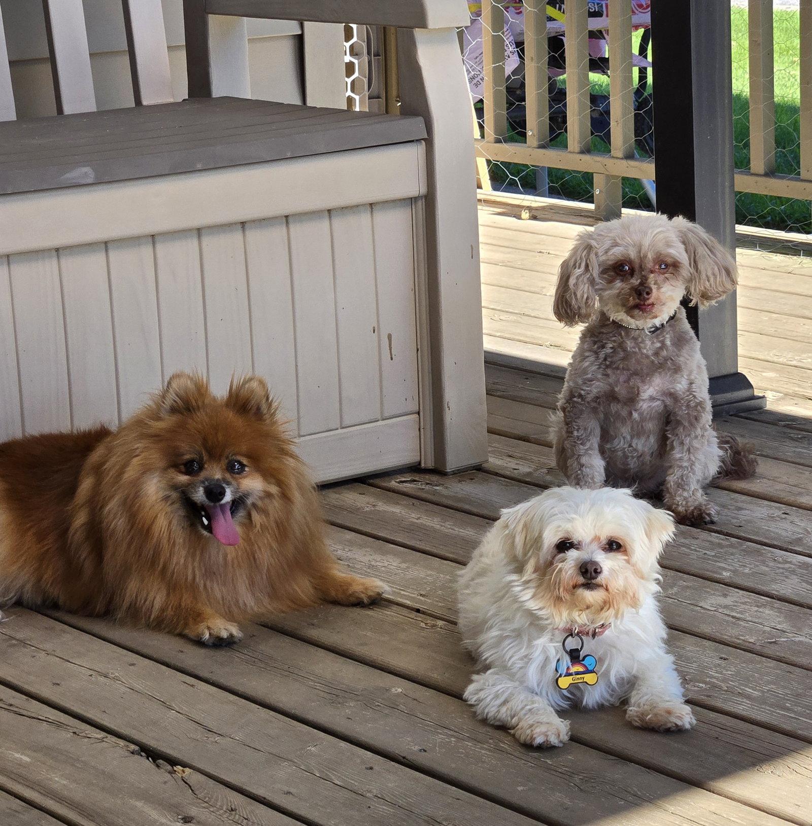 Dolly 4463, a Adoptable Pomeranian in Pickering, ON image 2/3