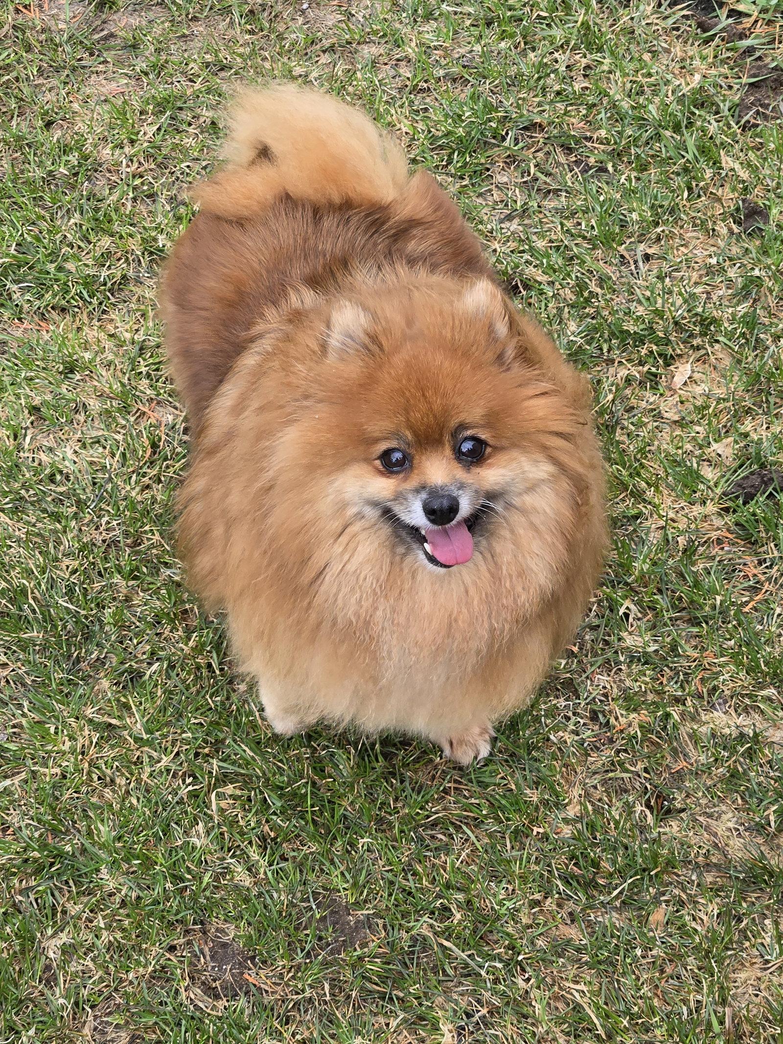 Dolly 4463, a Adoptable Pomeranian in Pickering, ON image 3/3