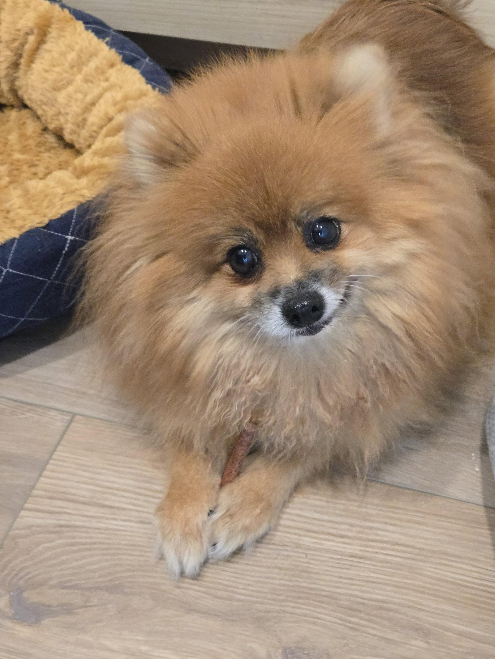 Dolly 4463, Adoptable, Adult Female Pomeranian.