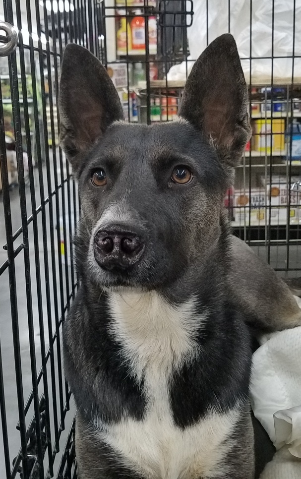 Vivian aka Juno, a Adoptable mixed breed in Las Vegas, NV image 1/11