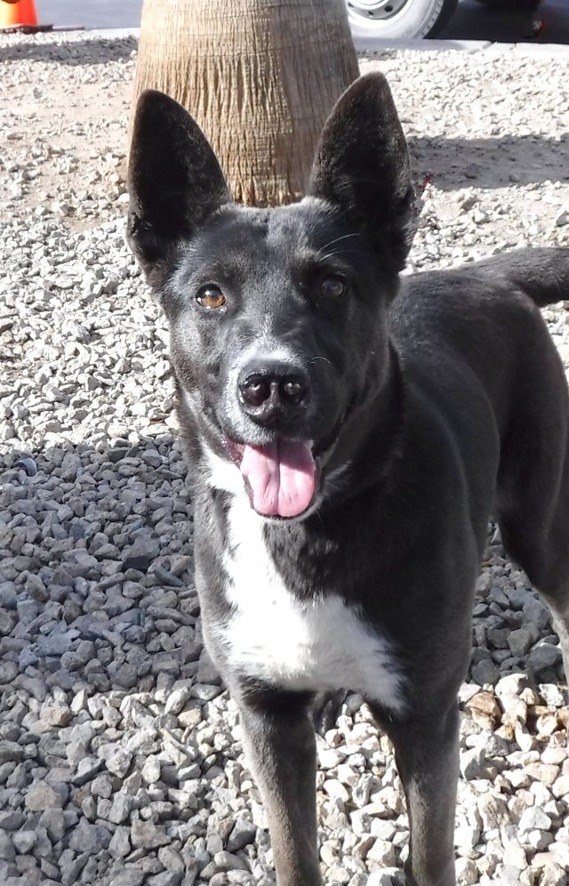 Vivian aka Juno, an adoptable Husky, Shepherd in Las Vegas, NV, 89136 | Photo Image 1