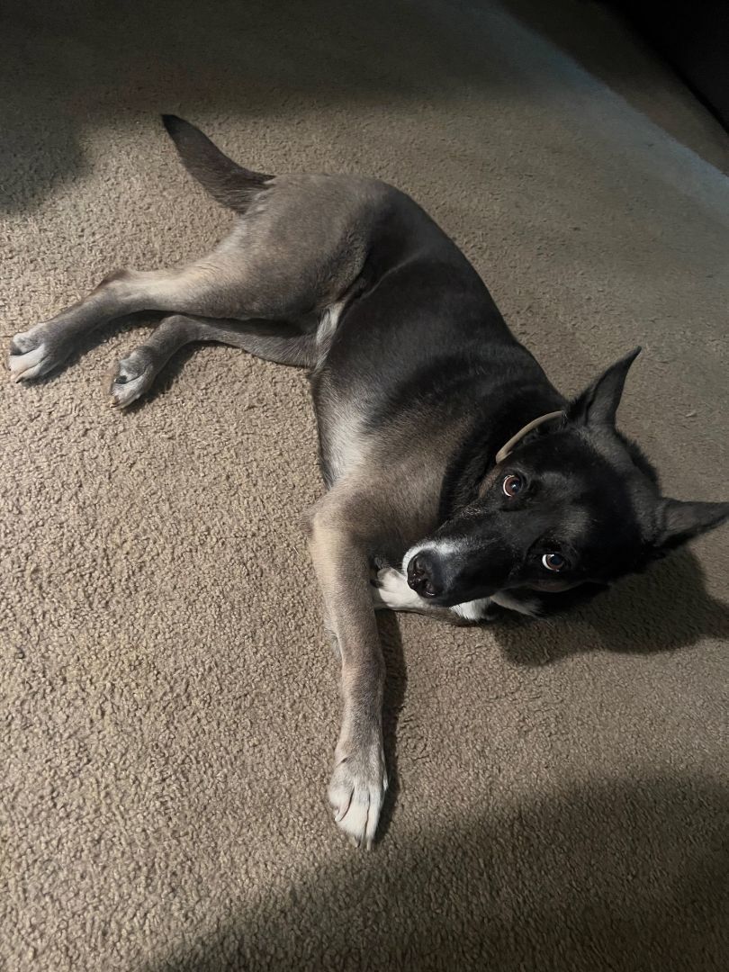 Vivian aka Juno, a Adoptable mixed breed in Las Vegas, NV image 4/11