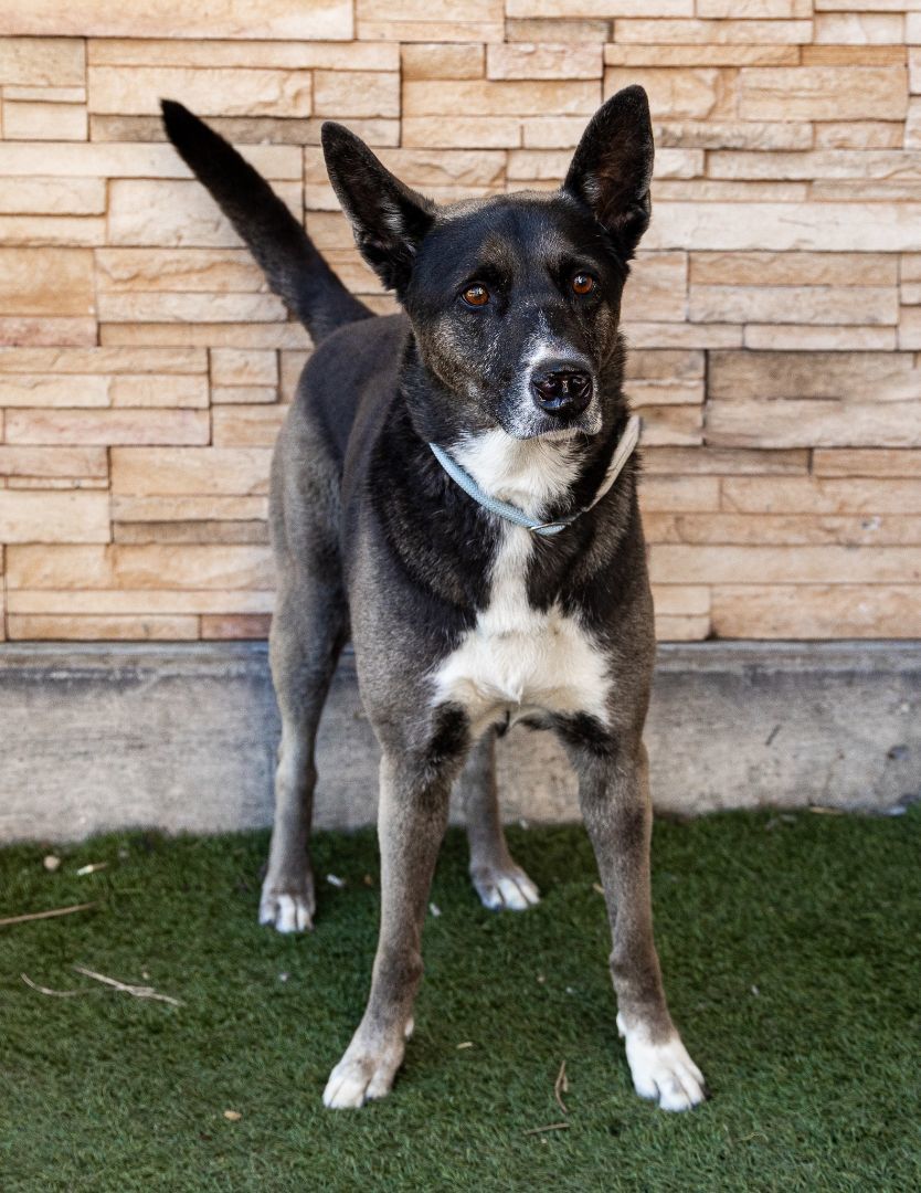 Vivian aka Juno, a Adoptable mixed breed in Las Vegas, NV image 5/11