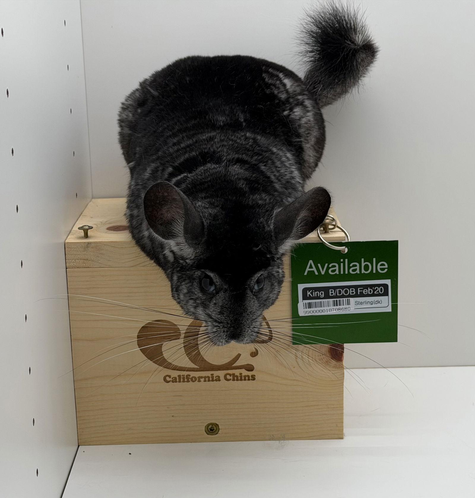 King, Adoptable, Adult Male Chinchilla.
