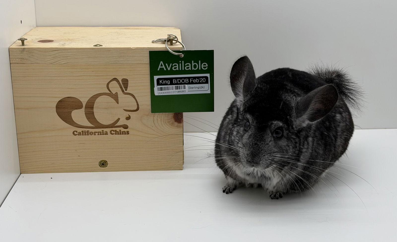 Enlarge King, a Adoptable Chinchilla in Sunnyvale, CA image 2/2