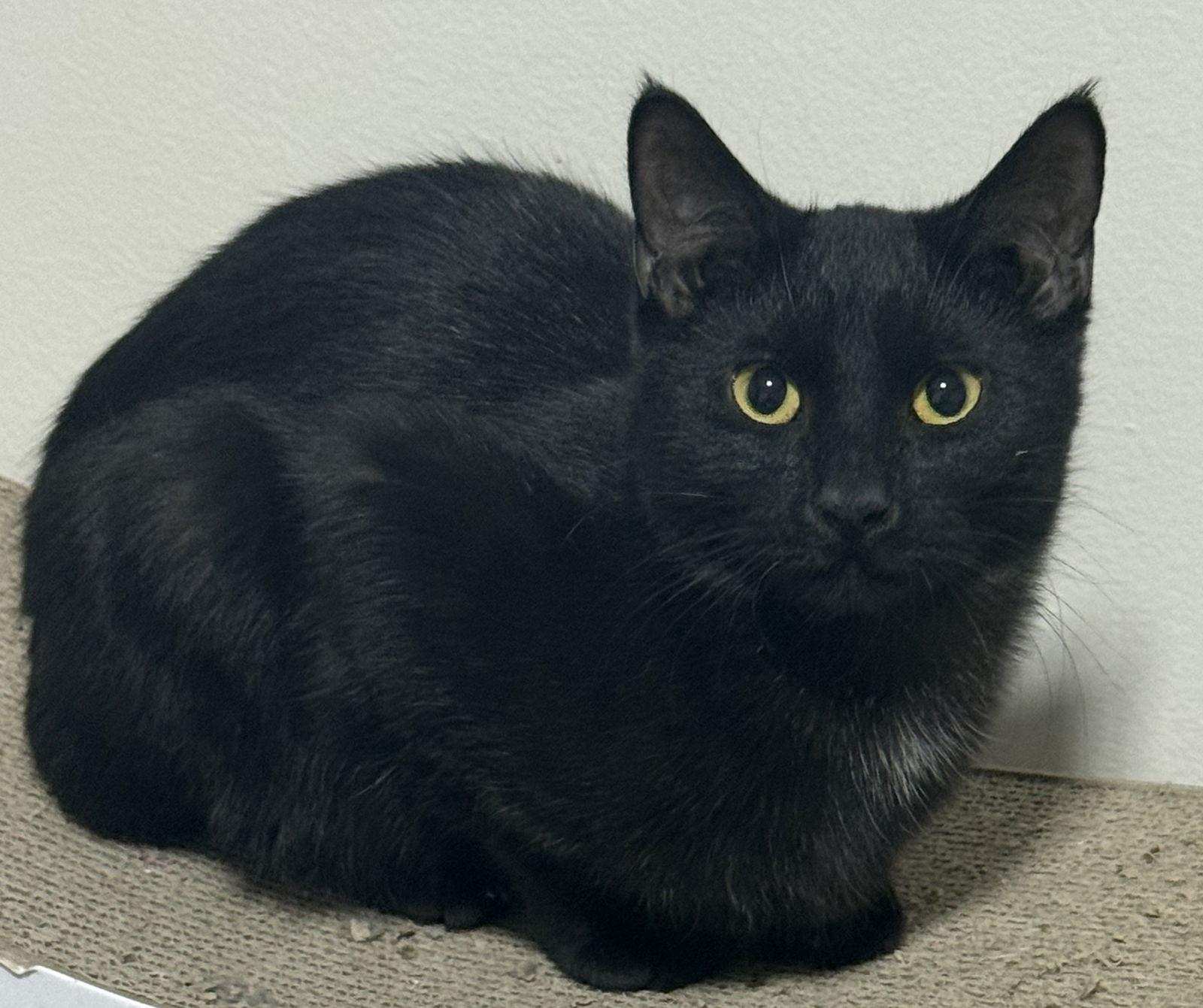 Van Helsing, a Adoptable Domestic Short Hair in Island Lake, IL image 1/3