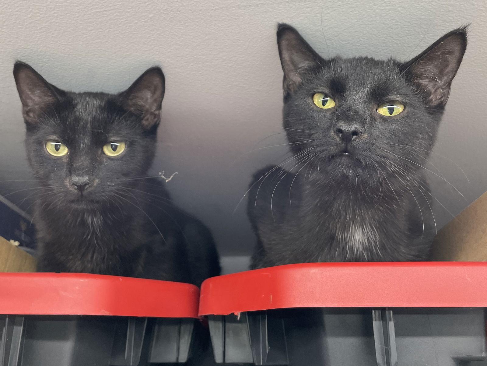 Van Helsing, a Adoptable Domestic Short Hair in Island Lake, IL image 2/3