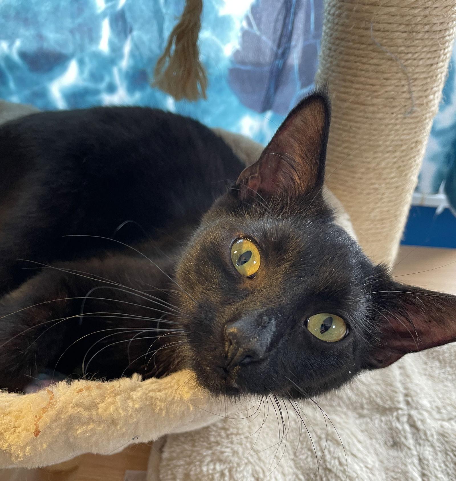 Enlarge Van Helsing, a Adoptable Domestic Short Hair in Island Lake, IL image 2/3