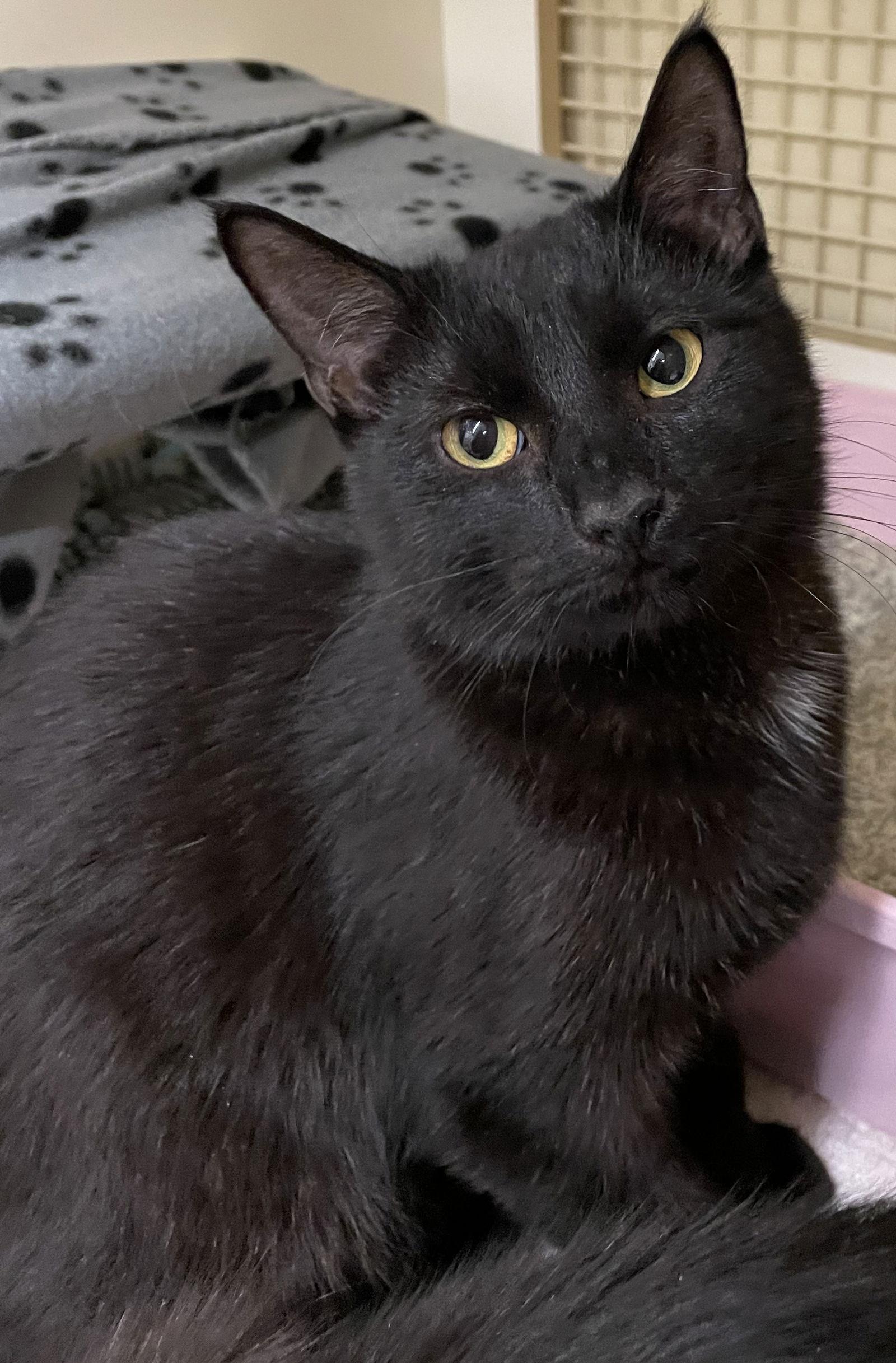 Van Helsing, a Adoptable Domestic Short Hair in Island Lake, IL image 3/3