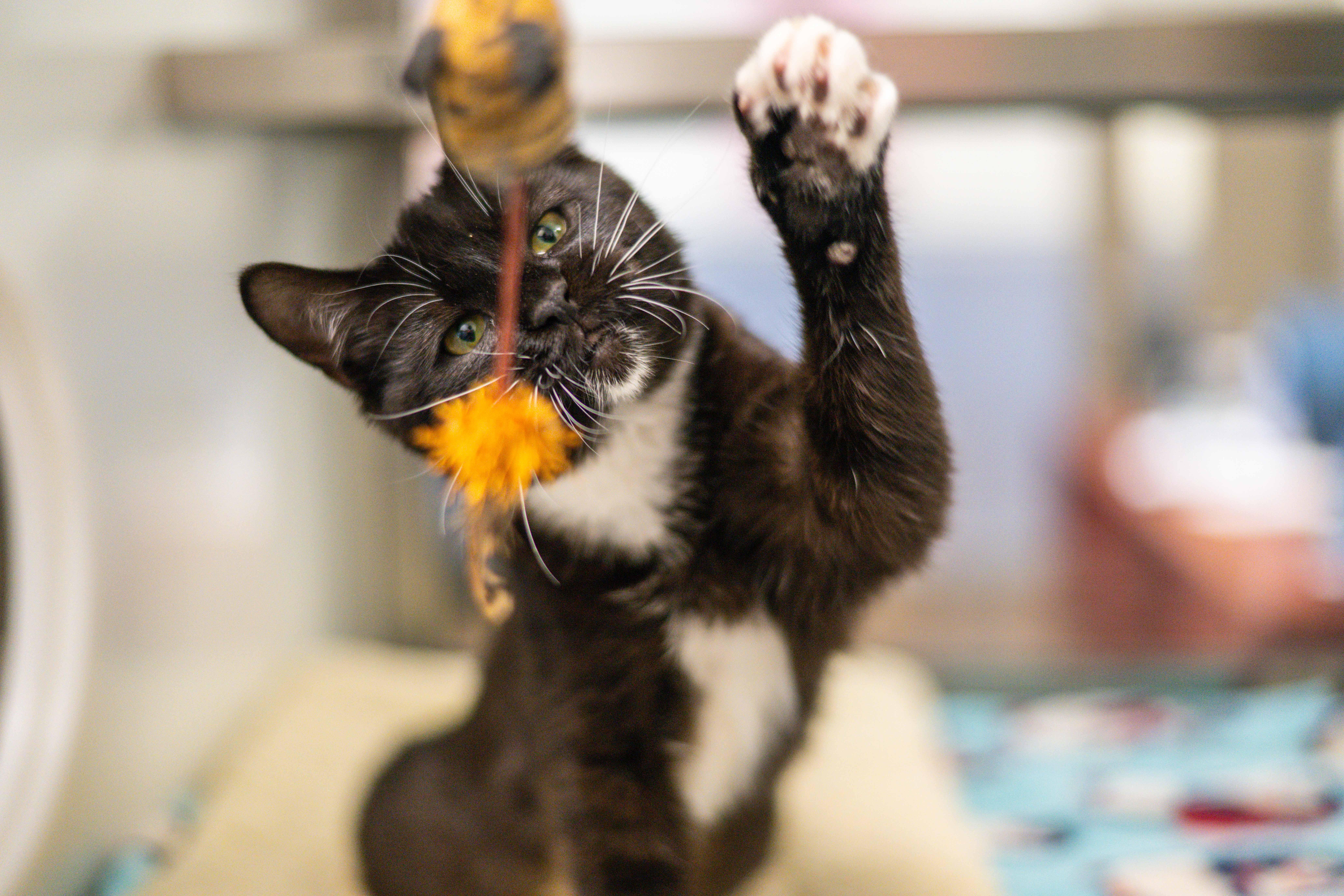 Marguerite — thumbnail 2