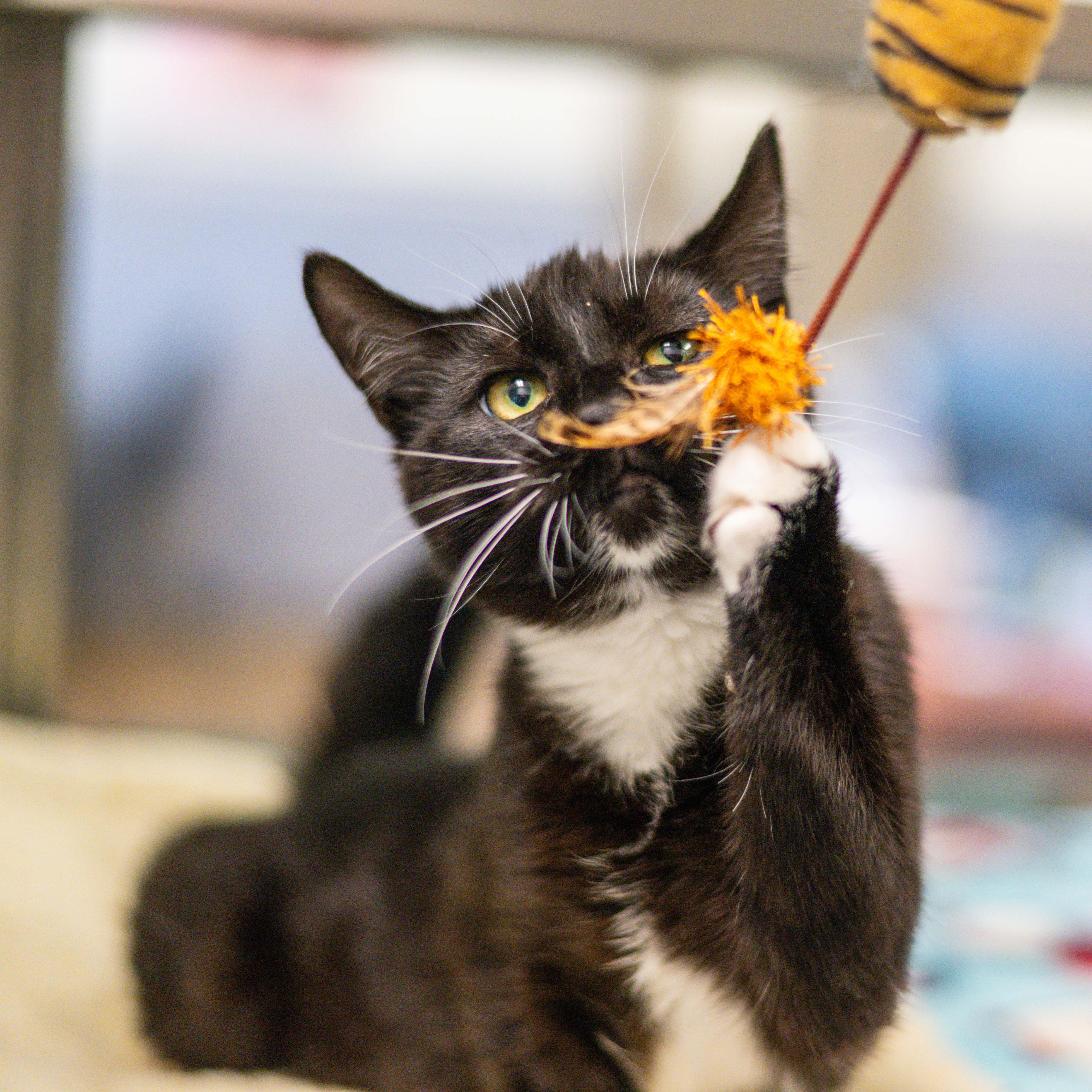 Marguerite — thumbnail 3