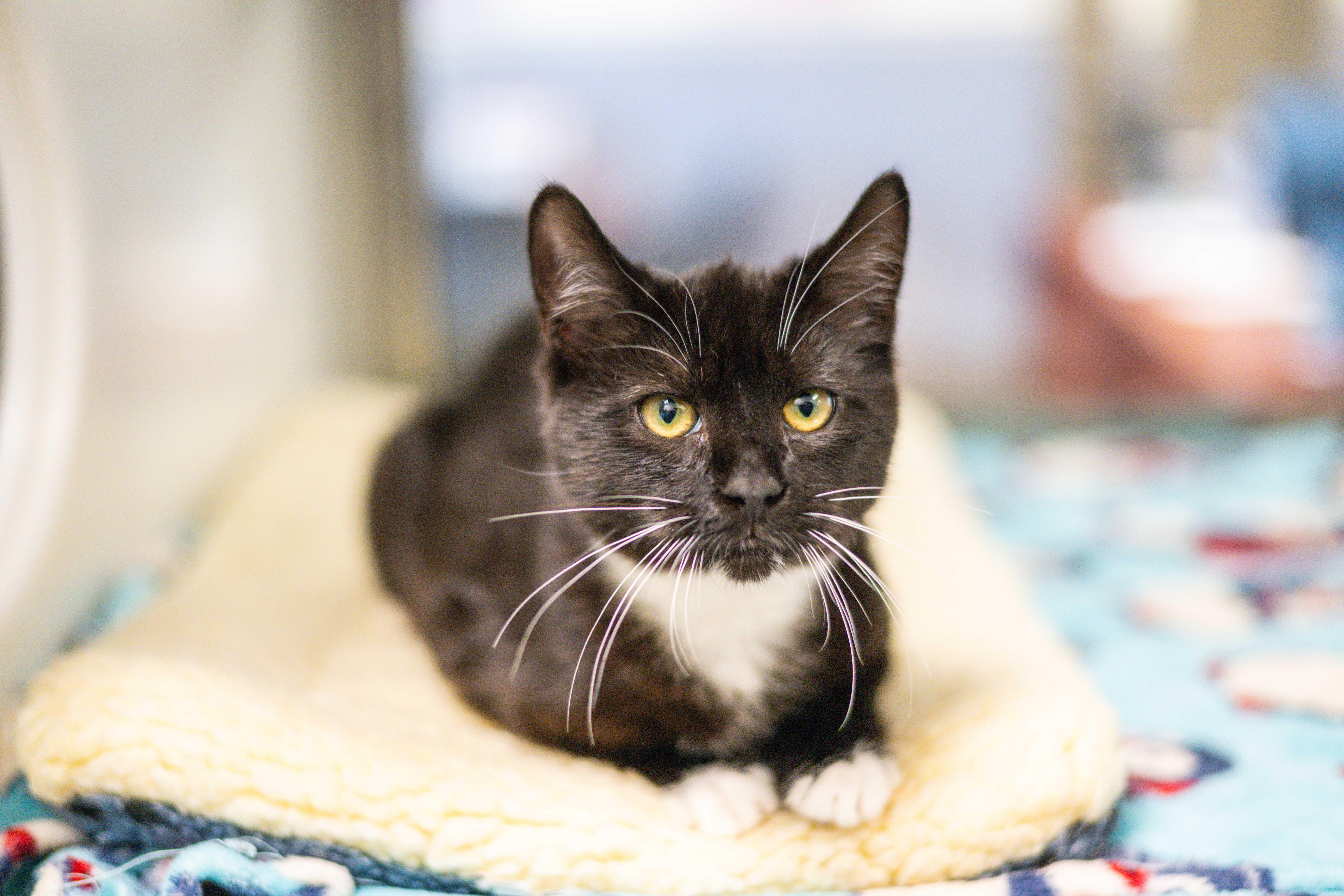 Marguerite — thumbnail 4