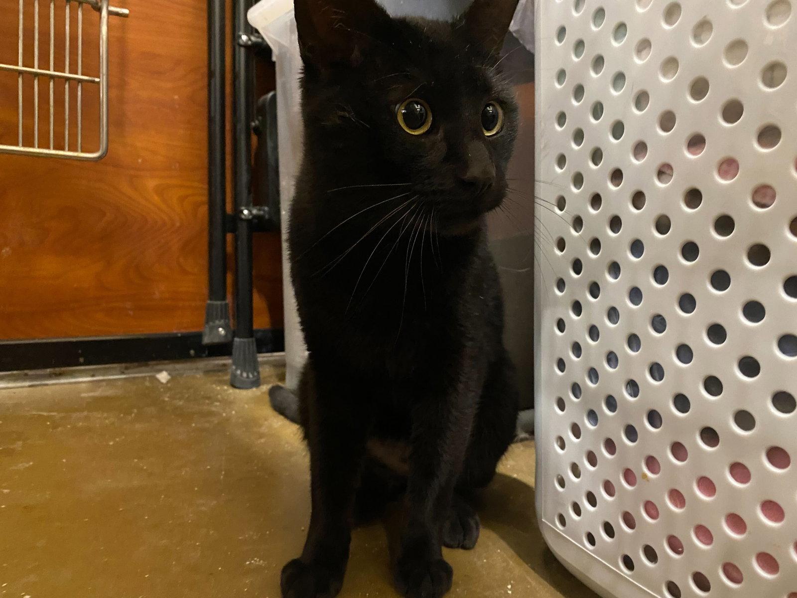 Enlarge Flow, a Adoptable Domestic Short Hair in Rowlett, TX image 1/2