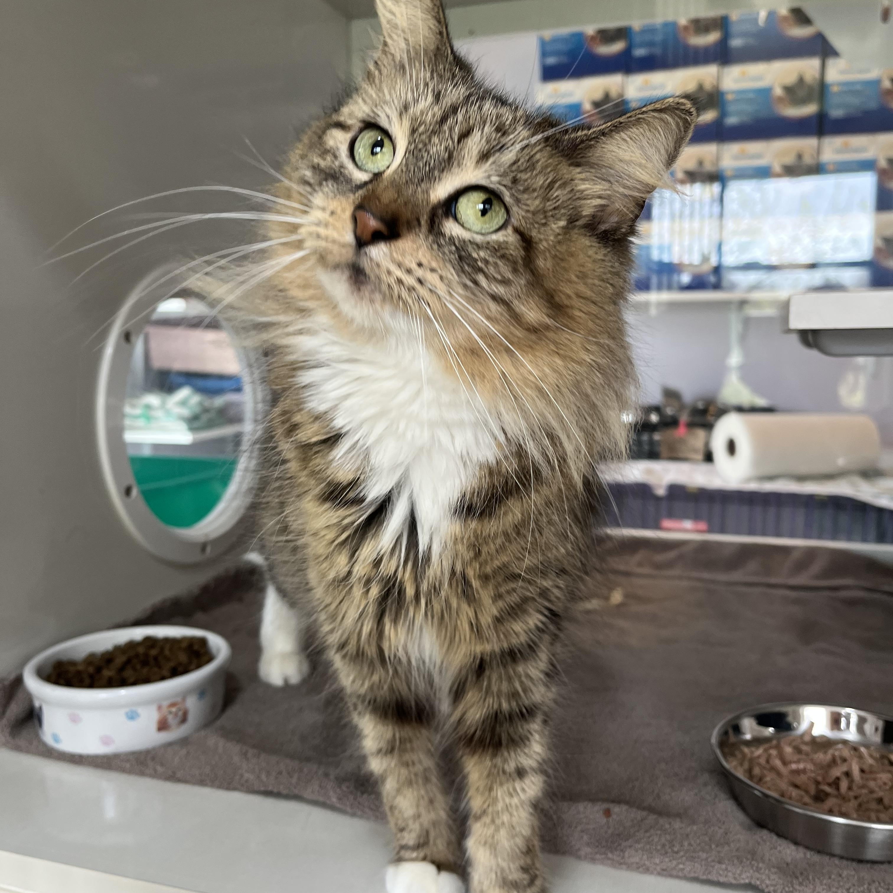 Enlarge Panini, an adopted Domestic Medium Hair in Salisbury, MA image 1/6