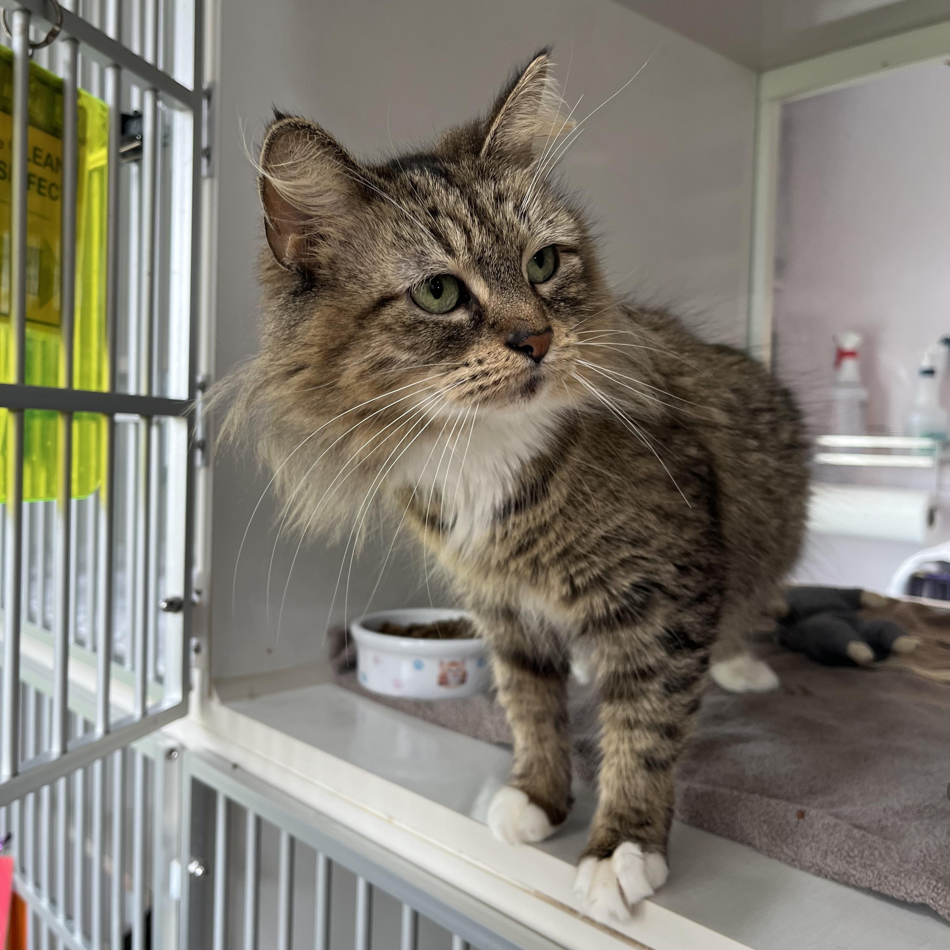 Enlarge Panini, an adopted Domestic Medium Hair in Salisbury, MA image 2/6