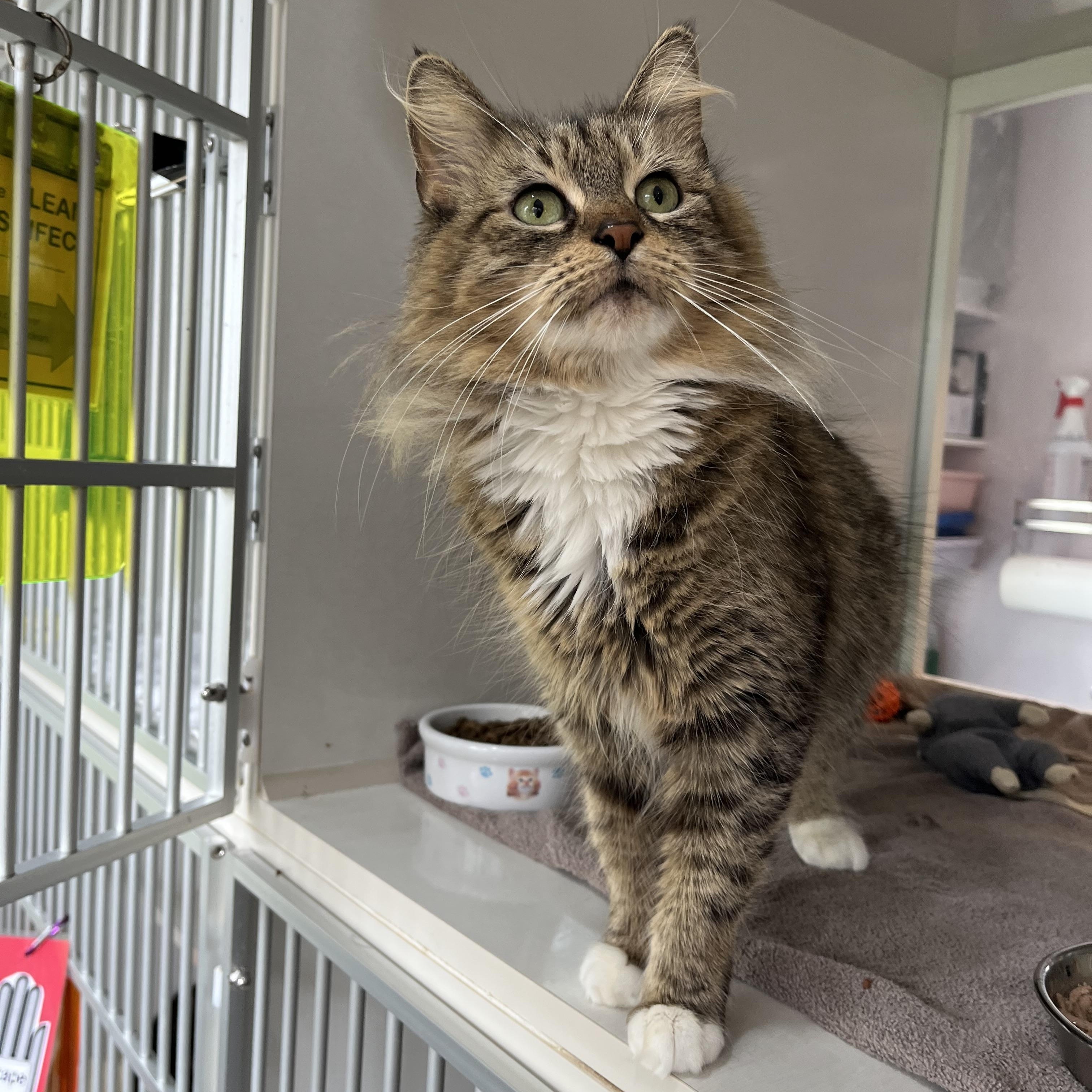 Enlarge Panini, an adopted Domestic Medium Hair in Salisbury, MA image 6/6